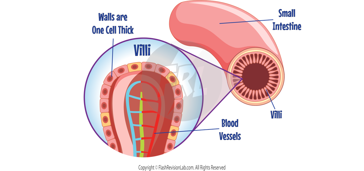 Villi